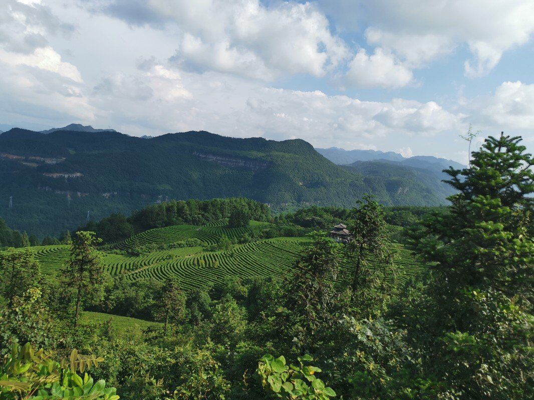 贡茶园.jpg