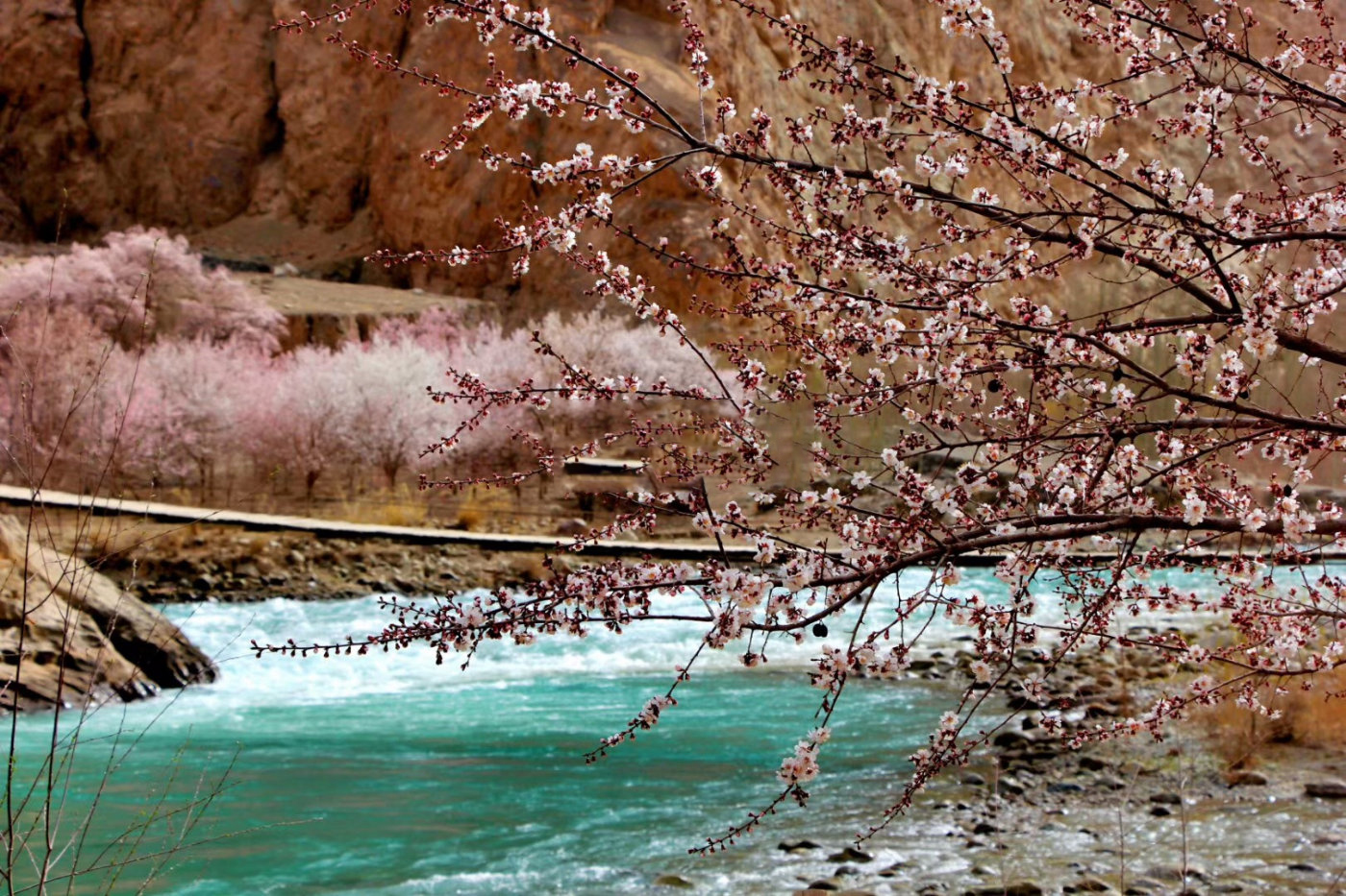 新疆赏花攻略，去新疆几月份最好玩？